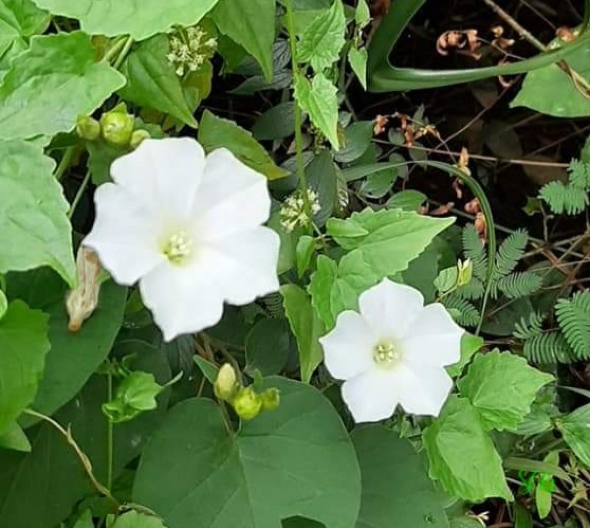 Bonamia semidigyna (Roxb.) Hallier f.